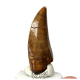 J566 - Tyrannosaur Dinosaur Tooth - Nanotyrannus sp - Late Cretaceous - Lance Creek Fm