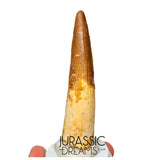 S231 - Large Rooted Spinosaurus aegyptiacus Dinosaur Tooth - Cretaceous KemKem Beds