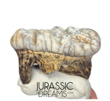 S234 - Gem Grade Huge Ice Age Cave Bear (Ursus spelaeus) Upper Molar Tooth (M2) - Pleistocene