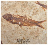 S247- Aesthetic "Knightia eocaena" Fossil Fish Mass Mortality Plate with 4 specimens - Eocene Age from USA