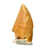 S395 - Finest Quality Majungasaurus crenatissimus Abelisaurid Dinosaur Tooth - Late Cretaceous