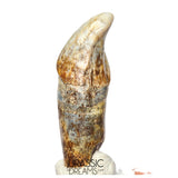S238 - Gem Grade Huge Ice Age Cave Bear (Ursus spelaeus) Pre-Canine Tooth