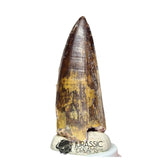 20140 - Huge Sarcosuchus imperator Crocodile Tooth - Lower Cretaceous Elrhaz Fm IN CATAWIKI AUCTION NOW