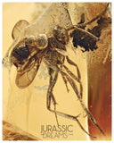 J36 - ENSIGN WASP Evaniidae Fossil Inclusion Genuine BALTIC AMBER + HQ Picture