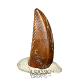 S93 - Unusual Majungasaurus crenatissimus Abelisaurid Dinosaur PREMAXILLARY Tooth