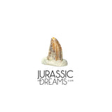 S221 - Exceedingly Rare Zapsalis abradens (Dromaeosaurid Raptor Theropod) Dinosaur Tooth - Judith River Fm