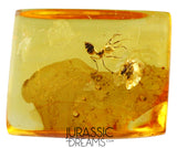 J385 - Superb Looking Ant FORMICINAE Fossil Inclusion Genuine BALTIC AMBER + HQ Picture