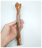 1233- Rare Cretaceous Azhdarchid Pterosaur Metacarpal Bone KemKem Beds