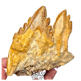 J526 - Huge Basilosaurid cf Pappocetus (Whale Ancestor) Molar Teeth in Partial Dentary Bone