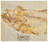 S271 - Nicely Preserved "Diplomystus dentatus" Fossil Fishs - Eocene Age from USA