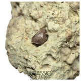 S134 - Exceedingly Rare Oldest Thyreophoran Dinosaur Tooth (Likely cf Spicomellus or Adratiklit) - El Mers Fm