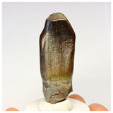 1305 - Gem Grade Jobaria Sauropod Dinosaur Tooth Jurassic Tiouraren Fm