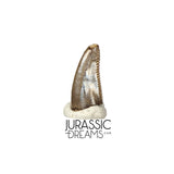 S103 - Top Rare Dromaeosaurid Raptor Theropod Dinosaur PREMAXILLARY Tooth - Judith River Fm