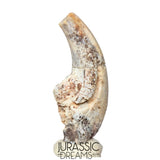 S479 - Top Rare Killer Alvarezsaurid Theropod Dinosaur Manus Claw - Lower Cretaceous Elrhaz Fm