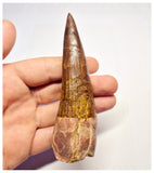 1368 - Huge Spinosaurus aegyptiacus Dinosaur Tooth - Cretaceous KemKem Beds