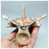 1117 - Complete  Unidentified Crocodile Dorsal Vertebra Bone Late Cretaceous