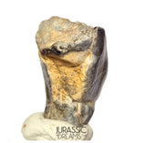 S504 - Top Huge Ouranosaurus nigeriensis Basal Hadrosaurid Dinosaur Tooth - Cretaceous Elrhaz Fm