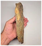 C11 - Unique Juvenile Anomalocaridid Aegirocassis benmoulai Ordovician Fezouata Fm