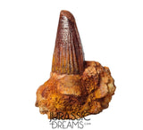 S347 - Outstanding Spinosaurus aegyptiacus Dinosaur Tooth in Natural Matrix - Visible Carina