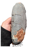 J494 - Museum Grade Huge OVIRAPTOR cf philoceratops Fossil Egg Elongatoolithidae - Cretaceous from Gobi Desert