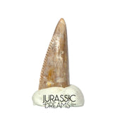 S217 - Top Rare Majungasaurus crenatissimus Abelisaurid Dinosaur PREMAXILLARY Tooth