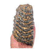 S236 - Nicely Preserved Huge Ice Age Woolly Mammoth (Mammuthus primigenius) Upper Molar Tooth