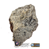 S101 - "NWA 17660" Eucrite Polymict HED Achondrite Meteorite MAIN MASS 227g