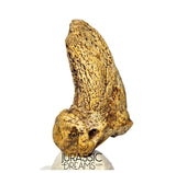 S376 - Amazing Huge Ice Age Cave Bear (Ursus spelaeus) Claw - Upper Pleistocene