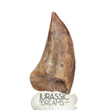 J177 - Top Rare Ornithocheirid Pterosaur Claw - Lower Cretaceous Elrhaz Fm