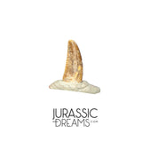 S219 - Top Rare Dromaeosaurid Raptor Theropod Dinosaur PREMAXILLARY Tooth - Judith River Fm