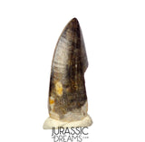 J425 - Tyrannosaur Dinosaur Tooth - Nanotyrannus sp - Late Cretaceous - Hell Creek Fm