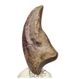 J278 - Top Rare Killer Unidentified Theropod Dinosaur Claw - Lower Cretaceous Elrhaz Fm