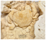 J60 - Huge Fossil Crab (Potamon) Preserved in Travertine - Turkey Location