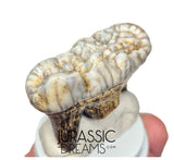 S234 - Gem Grade Huge Ice Age Cave Bear (Ursus spelaeus) Upper Molar Tooth (M2) - Pleistocene