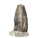 J336 - Rare Juvenile Spinosaurid Dinosaur (cf Suchomimus) Foot Claw - Elrhaz Fm