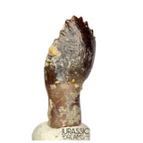 J514 - Top Rare cf Archaeodontosaurus Primitive Prosauropod Dinosaur Tooth - Middle Jurassic