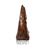 J106 - Top Rare Killer Alvarezsaurid Theropod Dinosaur Manus Claw - Lower Cretaceous Elrhaz Fm