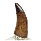 J561 - Tyrannosaur Dinosaur Tooth - Nanotyrannus sp - Late Cretaceous - Lance Creek Fm
