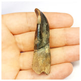 1304 - Top Rooted Jobaria Sauropod Dinosaur Tooth Jurassic Tiouraren Fm