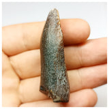 1352 - Huge Jobaria Sauropod Dinosaur Tooth Jurassic Tiouraren Fm