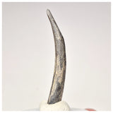 1566 - Top Rare Ornithocheirid Pterosaur Tooth - Lower Cretaceous - Elrhaz Fm