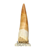 S328 - Stunning Large Zarafasaura oceanis (Elasmosaur) Partially Rooted Tooth - Late Cretaceous