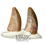 S199 - Set of 2 Nice Rare Kryptops palaios Abelisaurid Theropod Dinosaur Teeth - Elrhaz Fm
