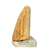 J488 - Ultra Rare Pachycephalosaurus wyomingensis Foot Claw - Late Cretaceous - Hell Creek Fm