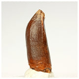 1353 - Huge Jobaria Sauropod Dinosaur Tooth Jurassic Tiouraren Fm