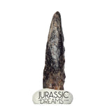 J196 - Top Rare Killer Theropod (cf Alvarezsaurid) Dinosaur Manus Claw - Lower Cretaceous Elrhaz Fm