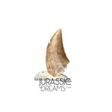 S145 - Finest Quality Dromaeosaurid Raptor Theropod Dinosaur Tooth - Judith River Fm