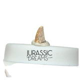 S221 - Exceedingly Rare Zapsalis abradens (Dromaeosaurid Raptor Theropod) Dinosaur Tooth - Judith River Fm
