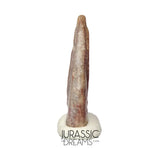 J185 - Rare Juvenile Spinosaurid Dinosaur (cf Suchomimus) Foot Claw - Elrhaz Fm