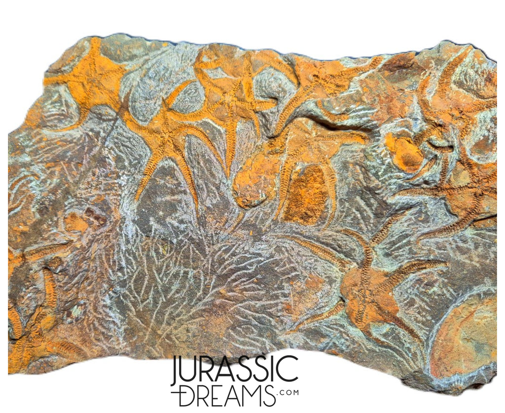 S173 - Museum Grade Ordovician Aged Brittle Stars (Ophiura sp) Mortality Plate